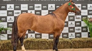 Grande Campeão Macho - Justiceiro da Cabanha Santa Fé