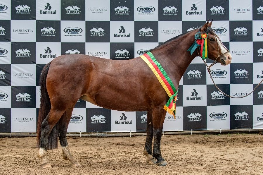 Grande Campeâ Fêmea Expointer 2016 - Dinastia Cala Bassa