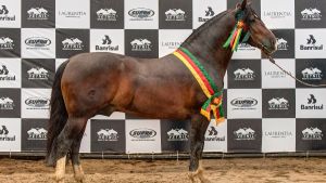 Grande Campeão Macho Expointer 2016 -  Esquivado Cala Bassa