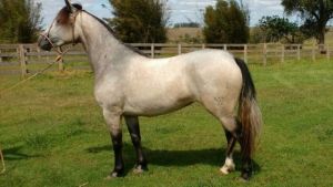 LA CASTELLA KUKARATIA